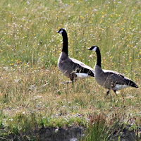 Oche selvatiche yellowstone di 