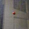 Seven-spotted Lady Beetle