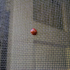 Seven-spotted Lady Beetle