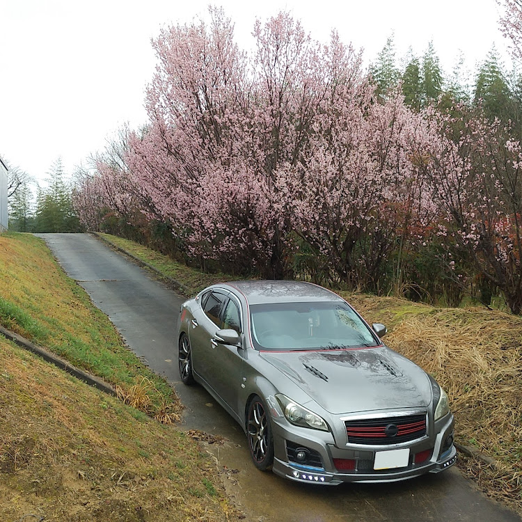 フーガの医療従事者の方、ホンマに感謝です(_ _)・啓翁桜🌸・ミザクラとヒガンザクラ・昨年は3月14日撮影に関するカスタム事例の投稿画像1枚目