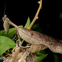 Dead leaf mantis