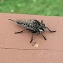 Robber Fly