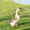 Feral African Goose