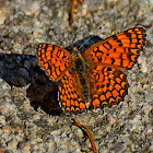 Knapweed Fritillary