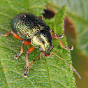 Leaf beetle