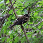 Rose-breasted Grosbeak