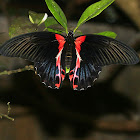 Scarlet Mormon