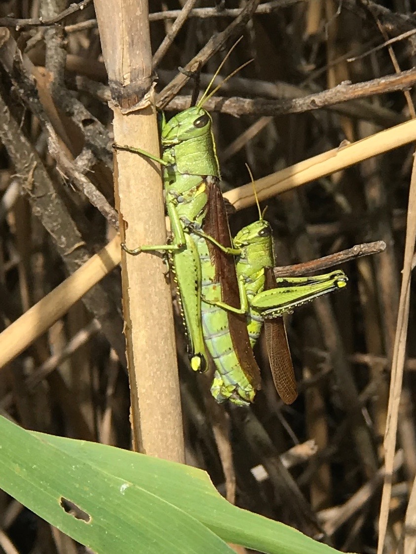 Obscure Bird Grasshopper