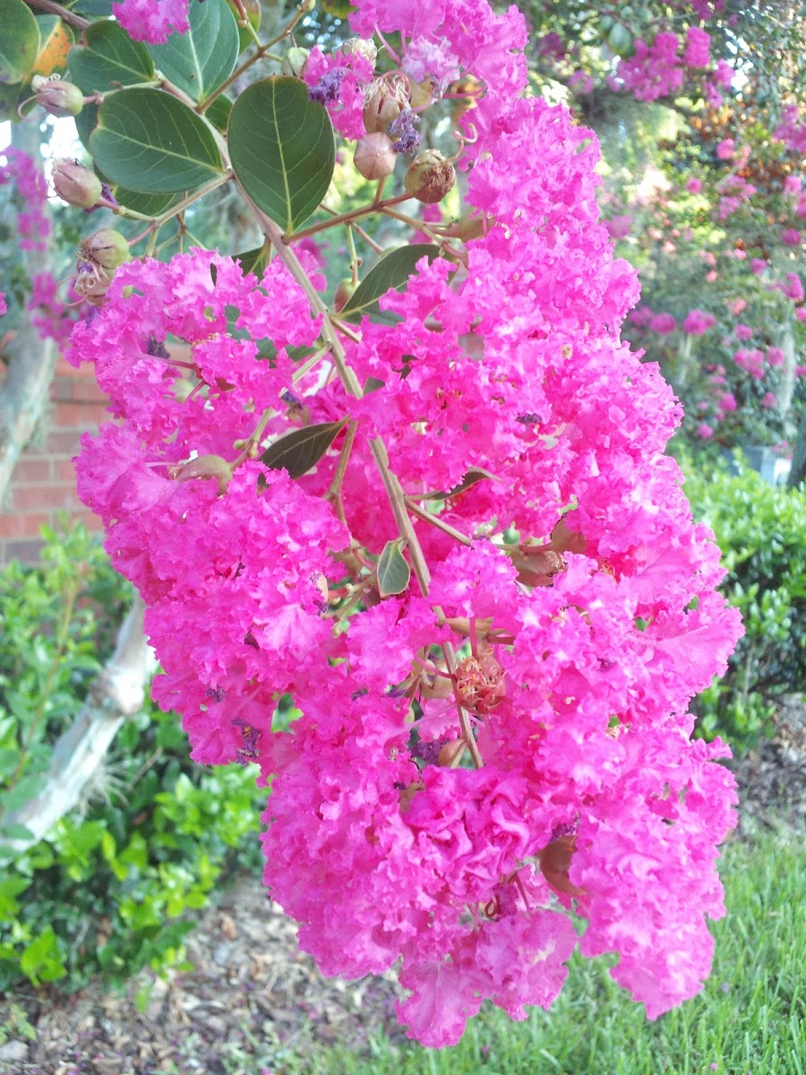 Crepe Myrtle