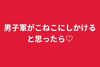 男子軍がこねこにしかけると思ったら♡