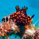 Nudibranch