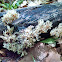 Coral Mushroom