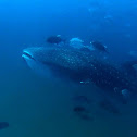 Whale shark