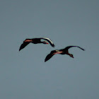 Black-bellied Whistling Duck