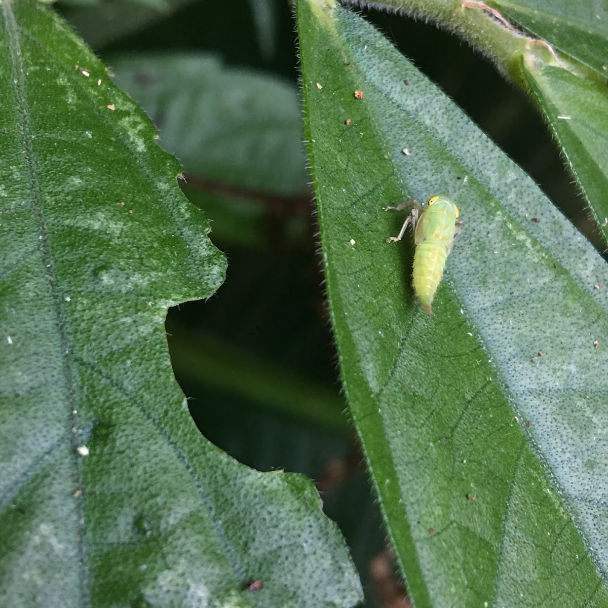 Leafhopper