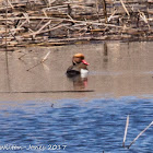 Red-crested Pochard; Pato Colorado