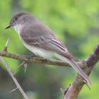 Eastern Phoebe