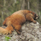 Yellow-Bellied Marmot