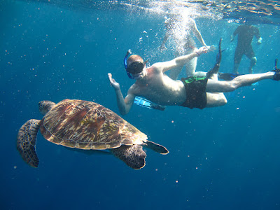 Turtles can be seen almost anywhere at Similan Islands