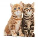 Adorable Kittens Theme Chrome extension download