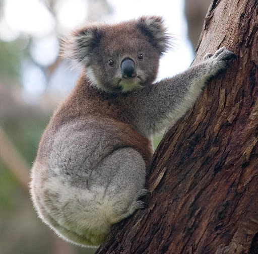 Koala Bear Sounds