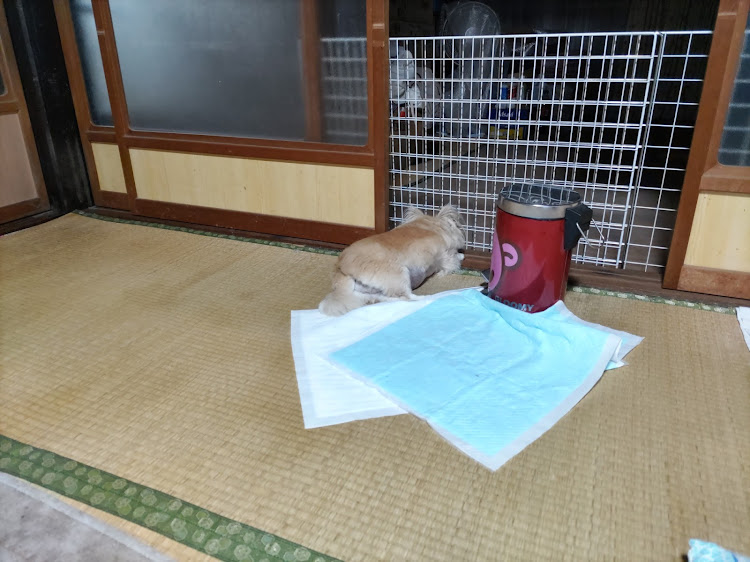 ゆうや♪ヽ(´▽｀)/さんが投稿したいつもイイね&コメントありがとうございます😊・春の交通安全運動・辛いなぁ・単独は慣れてますが…（笑）に関するカスタム事例の投稿画像4枚目