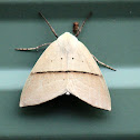 Beautiful Leaf Moth