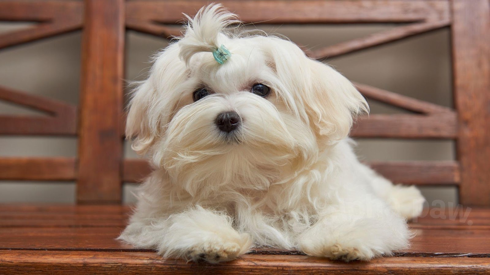 C:\Users\PC\Downloads\38-Maltese-Mix-Breeds.jpg