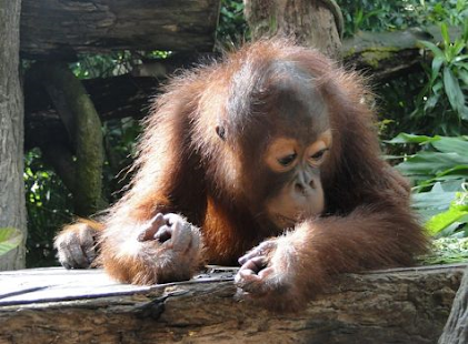 Animals Muddle Puzzle Screenshots 6