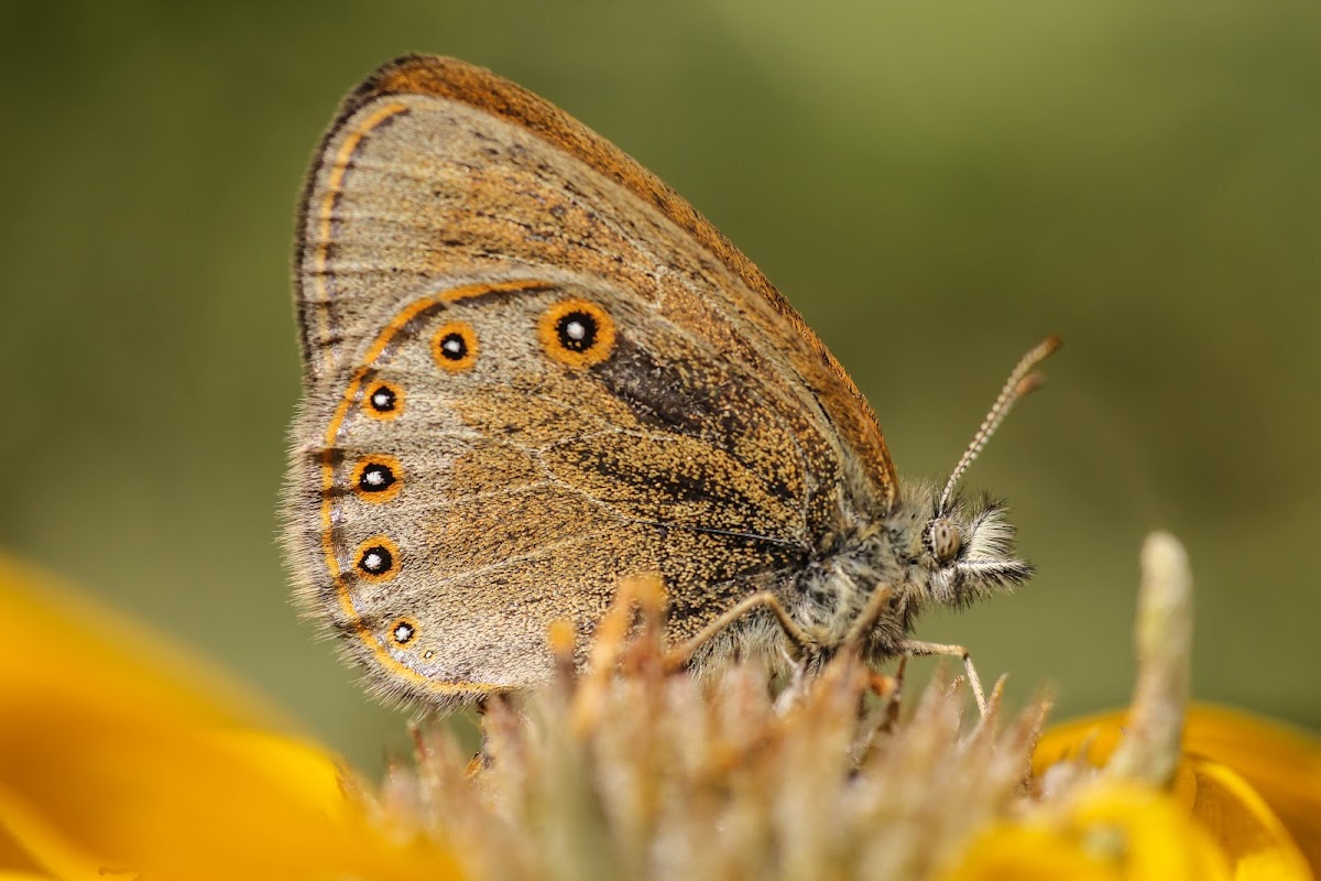 Yellowstone Ringlet