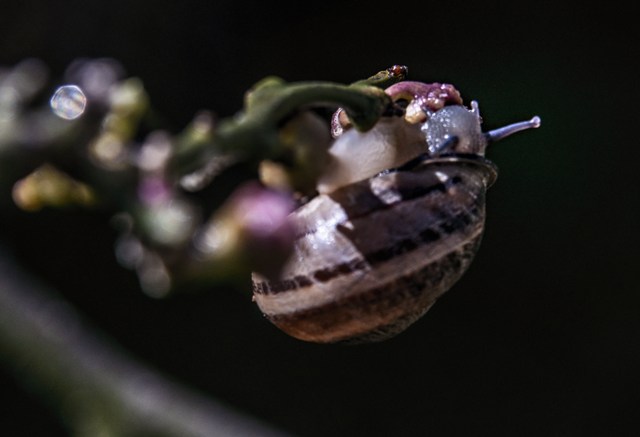 GUEST IN MY GARDEN di Irene Vallerotonda