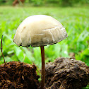 Dung-loving Fungi