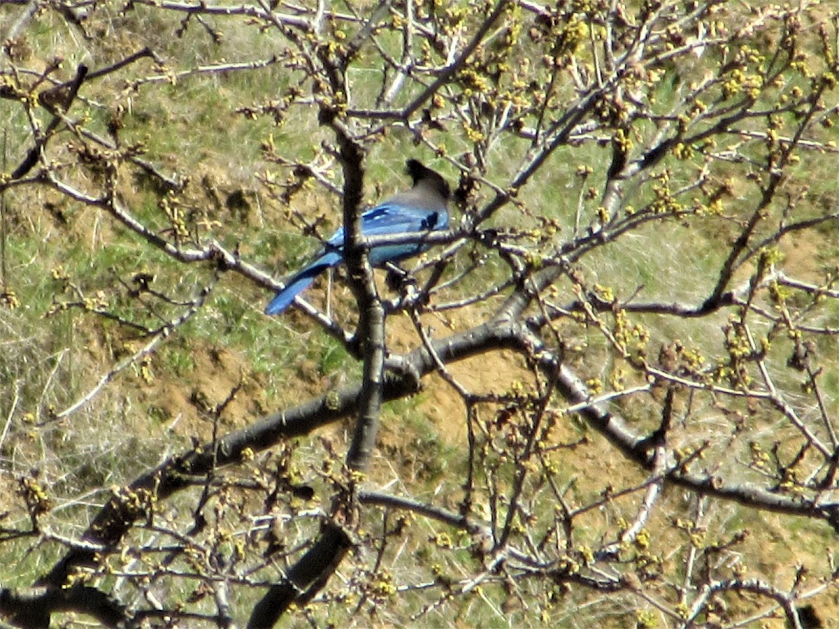 Stellar Jay