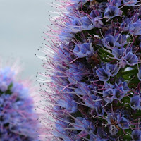 Madeira purple flowers di 