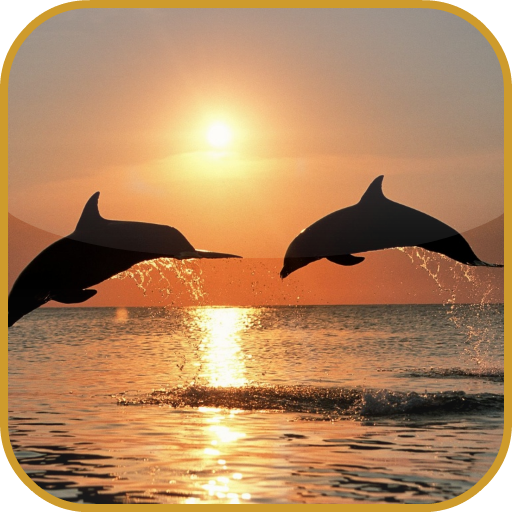 Dolphins Live Video Wallpaper 個人化 App LOGO-APP開箱王