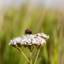 Brown beetle