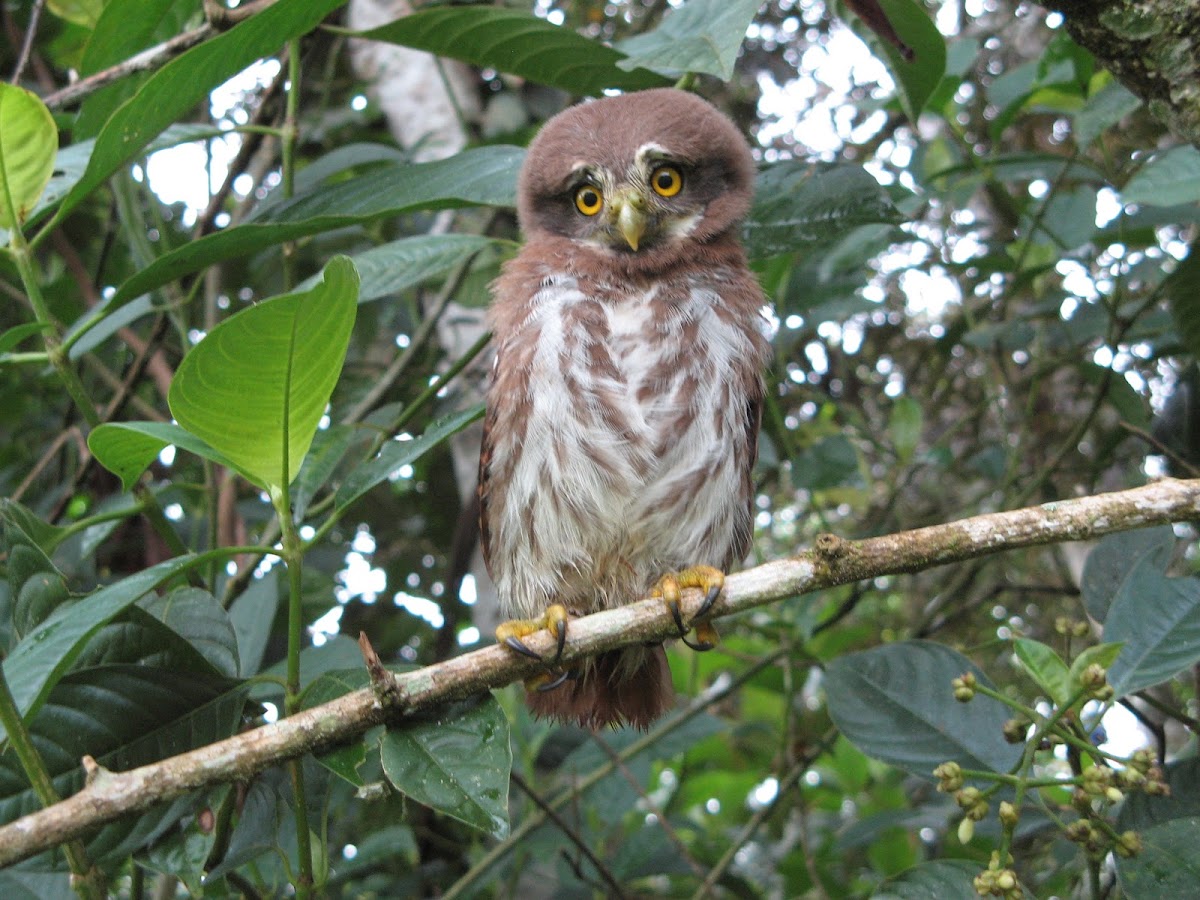 Ferruginous Pygmy-owl