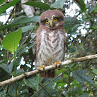 Ferruginous Pygmy-owl