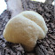 Lion's Mane Mushroom