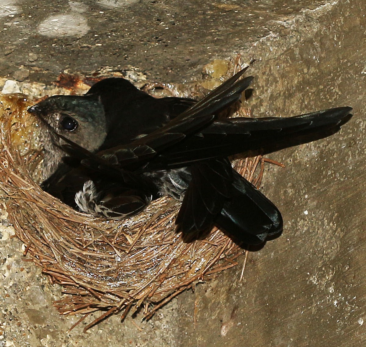 Glossy Swiftlet