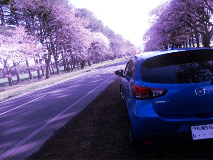 デミオの#mazda demio・ダイナミックブルーマイカ・桜🌸と愛車・静内町の二十間道路の桜🌸・過去の愛車に関するカスタム事例の投稿画像4枚目