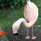 Chilean Flamingo