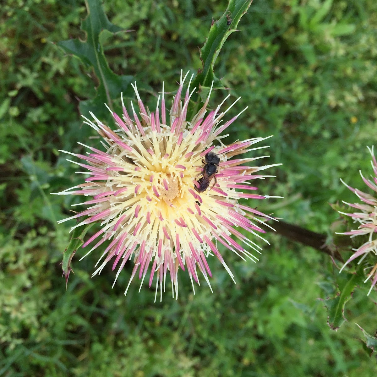 Bull Thistle