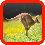 Kangaroo wallpaper  Icon