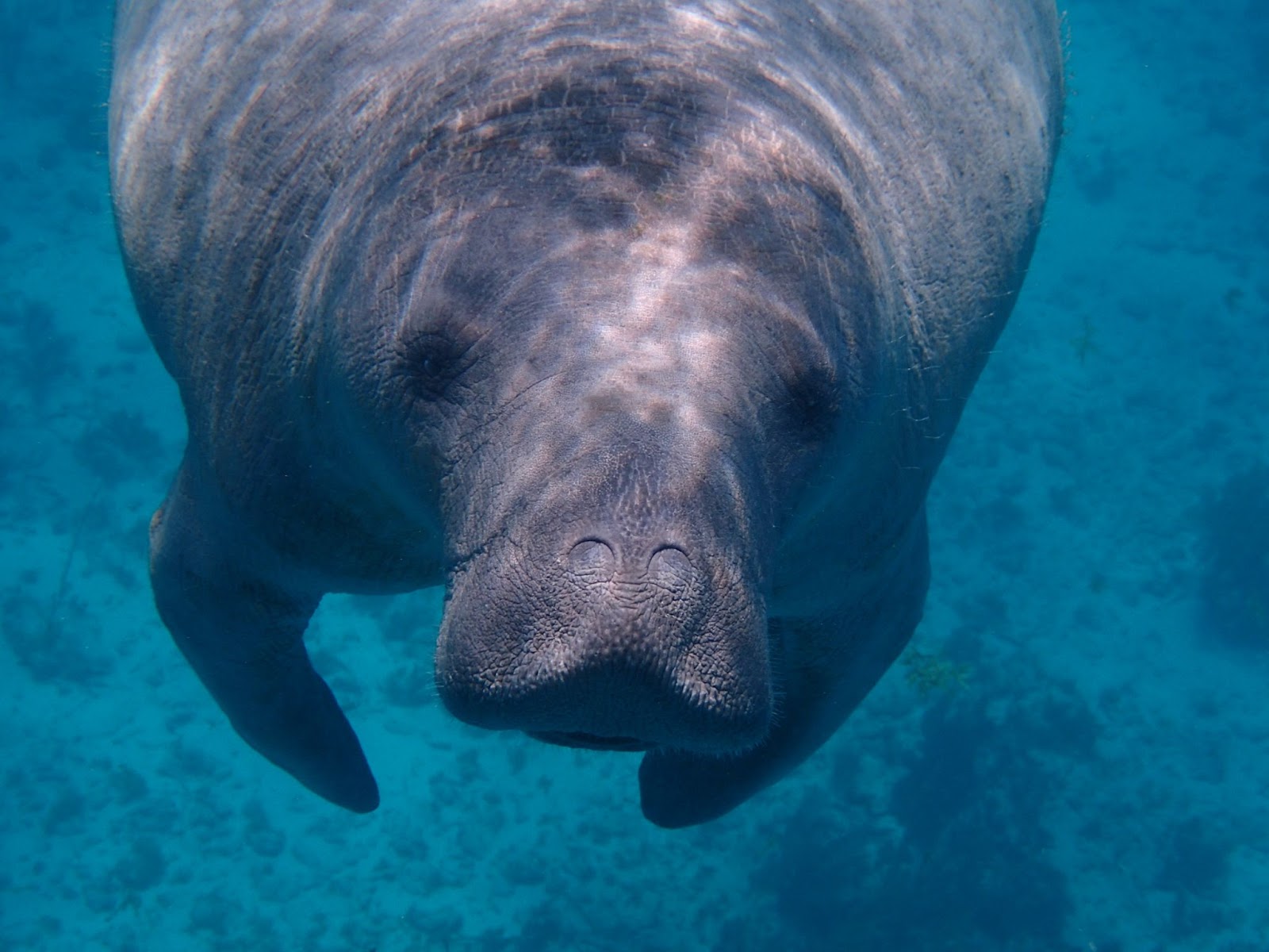 manatee extinction