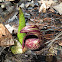 Eastern Skunk Cabbage