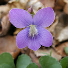 Common Blue Violet