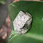 Cope's Gray Tree Frog