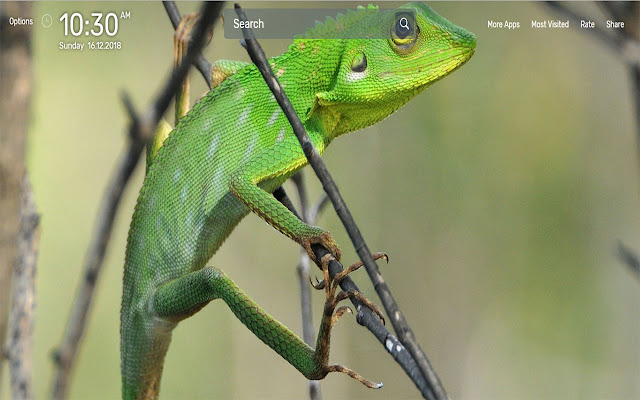 Lizard Wallpapers NewTab Theme