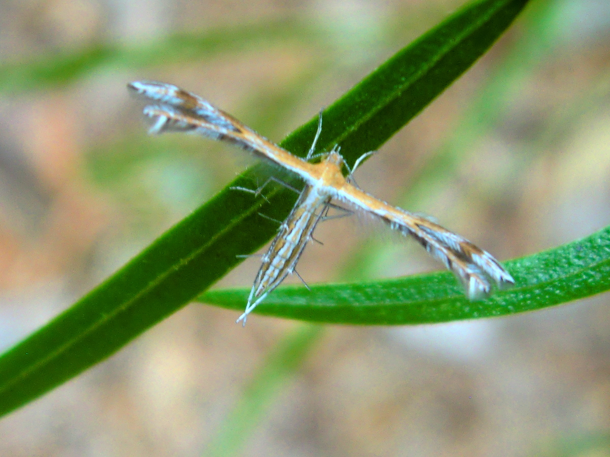 Plume moth